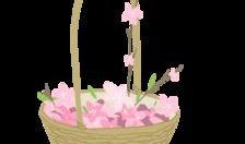 花篮网最新爆料网站下载,网站下载背后的秘密与最新动态